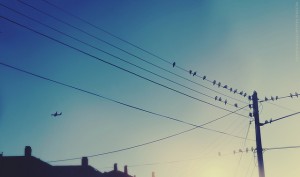 birds on power lines silhouetted against a blue sky
