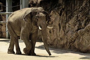 captive elephant walking on concrete floor