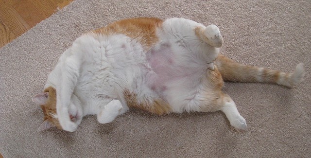 Feline Obesity: An Epidemic of Fat Cats