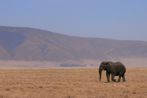 elephant walks alone across dry landscape