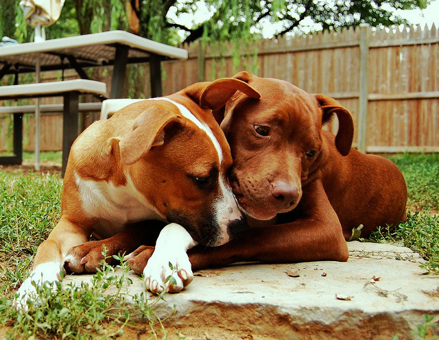 pitbull puppies laying together in a fenced yard