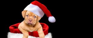 dogue de bordeaux wearing a Christmas hat