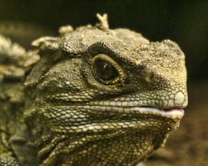 Photo by Flickr user sidm
