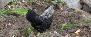 backyard chicken in someone's backyard