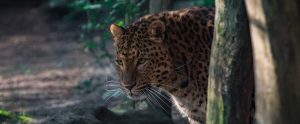 cheetah in a zoo