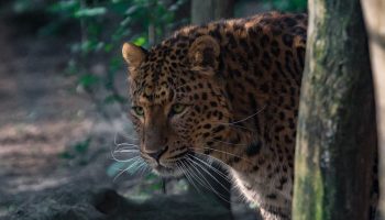 cheetah in a zoo