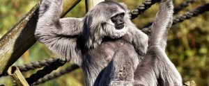 silver gibbon sitting in a zoo near ropes