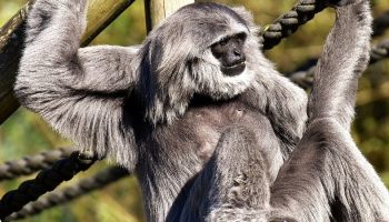 silver gibbon sitting in a zoo near ropes