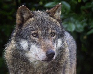 Photo by Flickr user hellie55