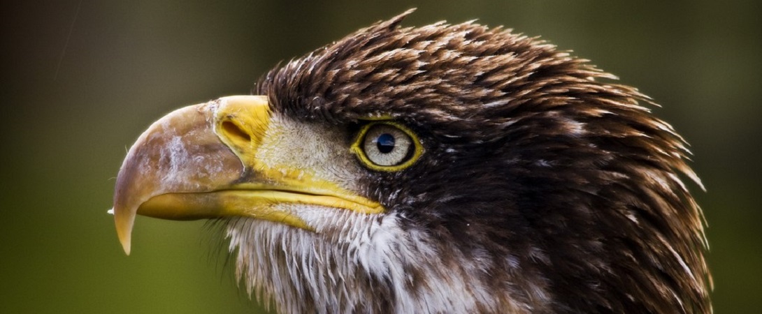 side view of an eagle's face