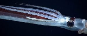 Cephalopod in the water