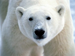 Photo by Flickr user flickrfavorites