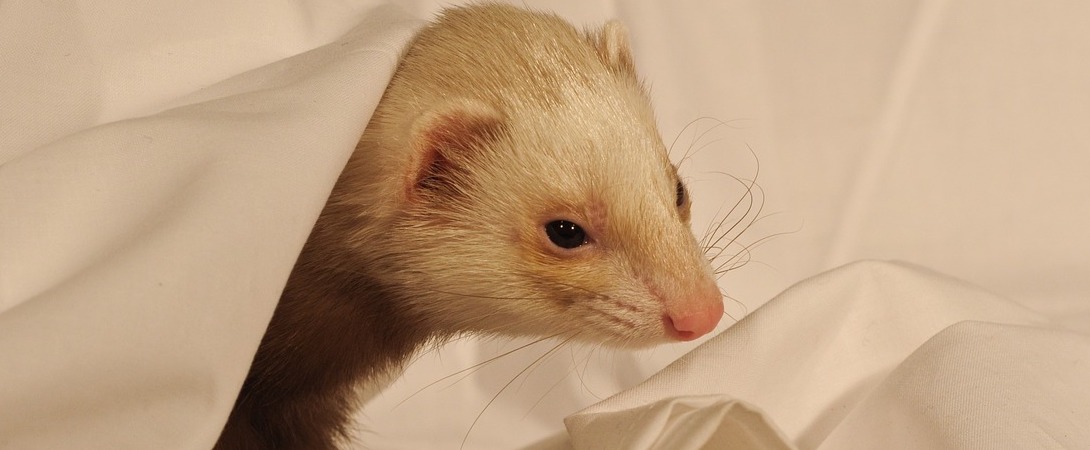 ferret in white sheets