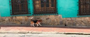 a stray dog moving around an American city