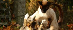 two cats playing together in a shelter