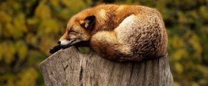 red fox on a tree stump
