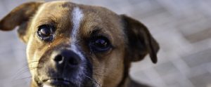 pet dog
