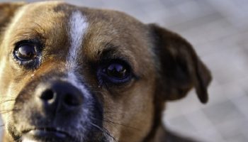 pet dog