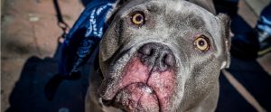 sad pit bull