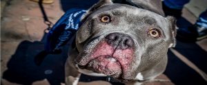 pitbull with a blue bandana