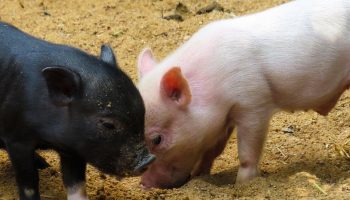 two piglets in a barn
