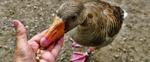 person feeding a wild goose