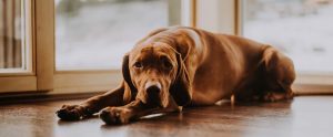 vizsla lying indoors on a wooden floor
