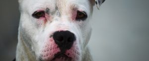sad white dog