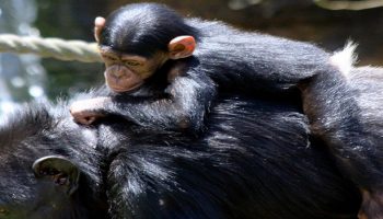 baby chimp on its parent's back