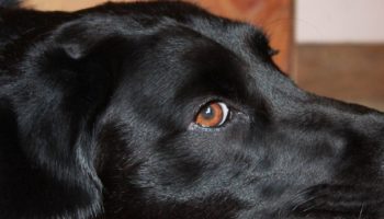 black labrador on the floor