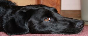 black labrador on the floor