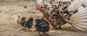 baby chicks near their mother hen
