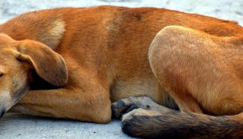 stray dog sleeping outside