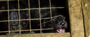 mink trying to escape from a cage