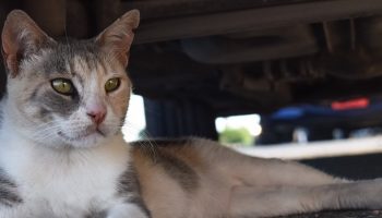 a stray cat lying down under a car