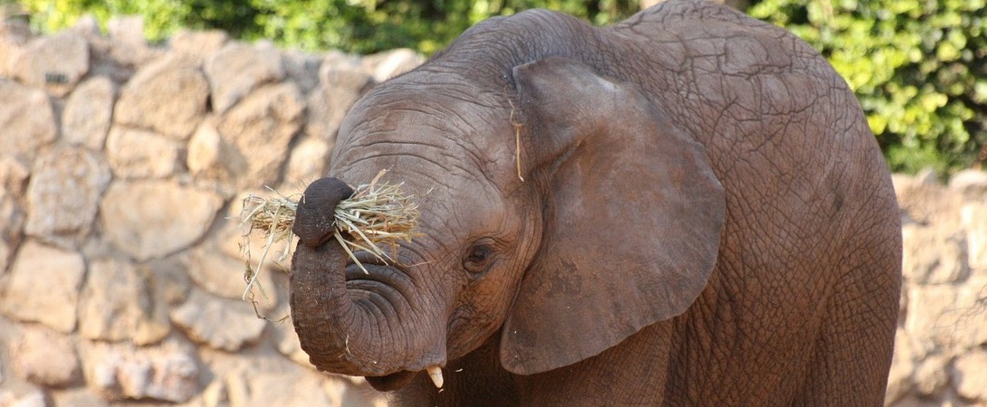 baby elephant holding straw