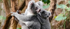 baby koala hugging its mother