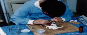 researcher dissecting a dead white rat