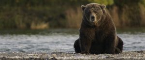 brown bear near a river