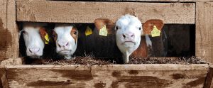 calves in a confined feeding operation