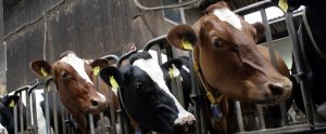 dairy cows in a confined feeding operation on a factory farm