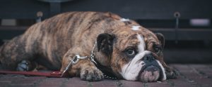 a bulldog with a chain lying on the floor