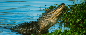 an alligator in water