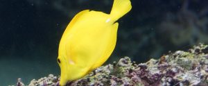 surgeonfish swimming