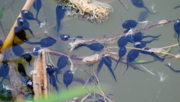 tadpoles in a lake