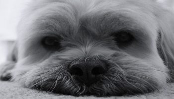 dog lying on the floor