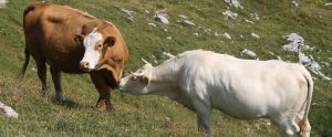 two dairy cows in the countryside