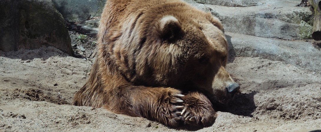 a brown bear
