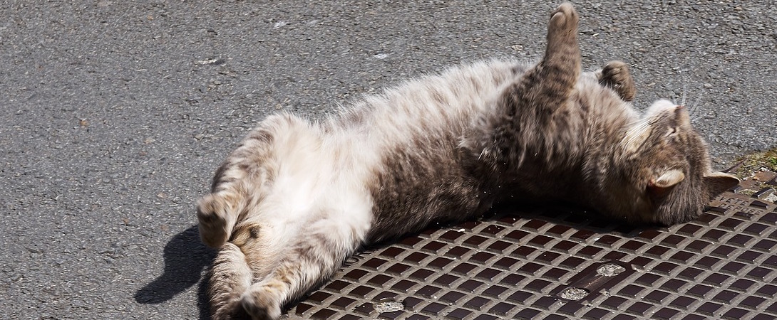 stray cat