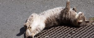 stray cat lying on the pavement